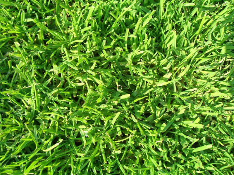 Green Green Grass. Click for previous image.