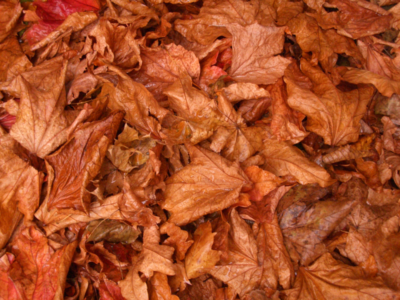 Dead Leaves And The Dirty Ground. Click for previous image.