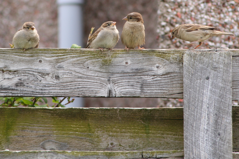 Sparrows Over Edinburgh. Click for previous image.