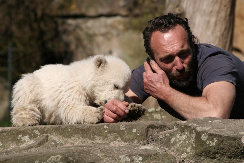 Knut. Click for previous image.